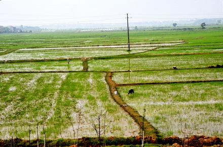 BET_7831.rice.fields